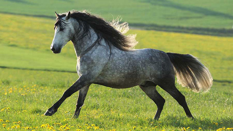  استرس گرمایی در اسب 