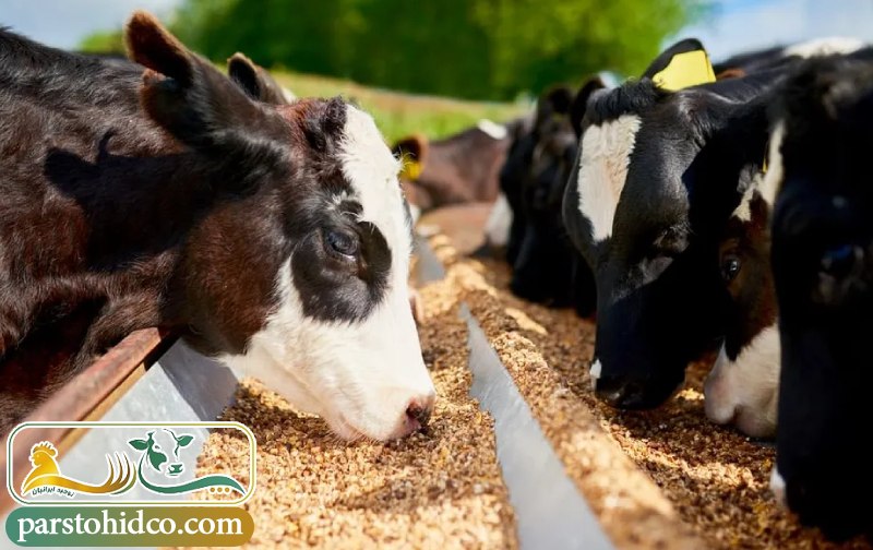 مکمل های ویتامینه دامی