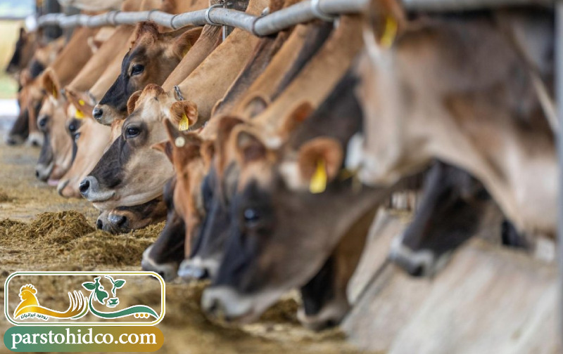 موارد احتیاط و عوارض جانبی