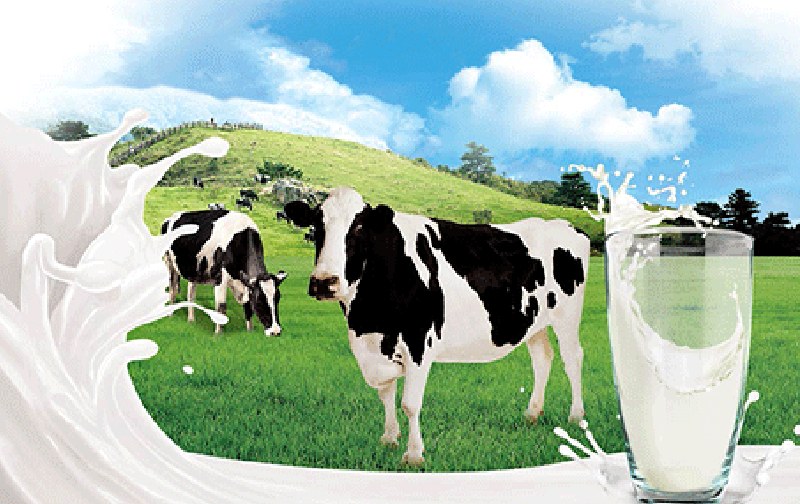 علت کم شدن شیر گاو