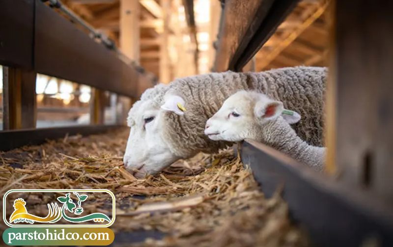 تغذیه دام با مکمل ها و کنسانتره های دامی 
