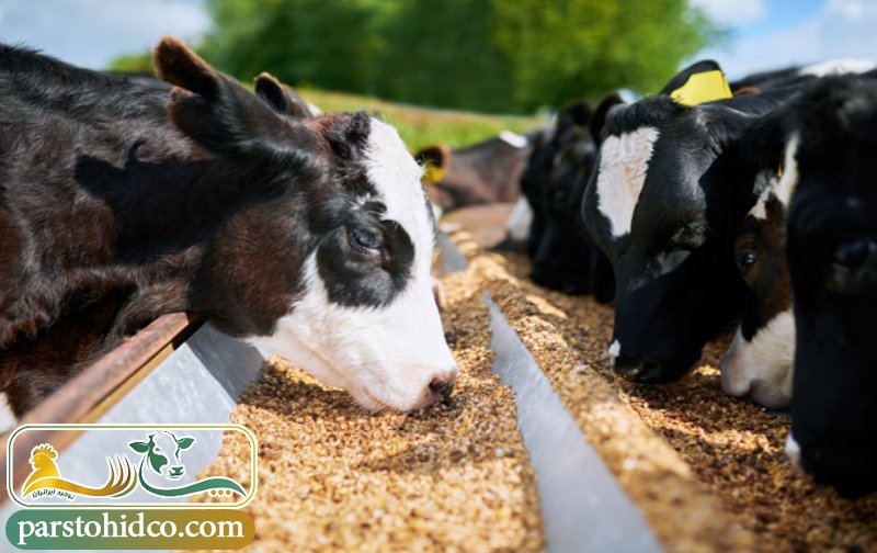 تغذیه دام با مکمل ها و کنسانتره های دامی 