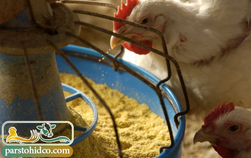 ترکیبات کنسانتره طیور