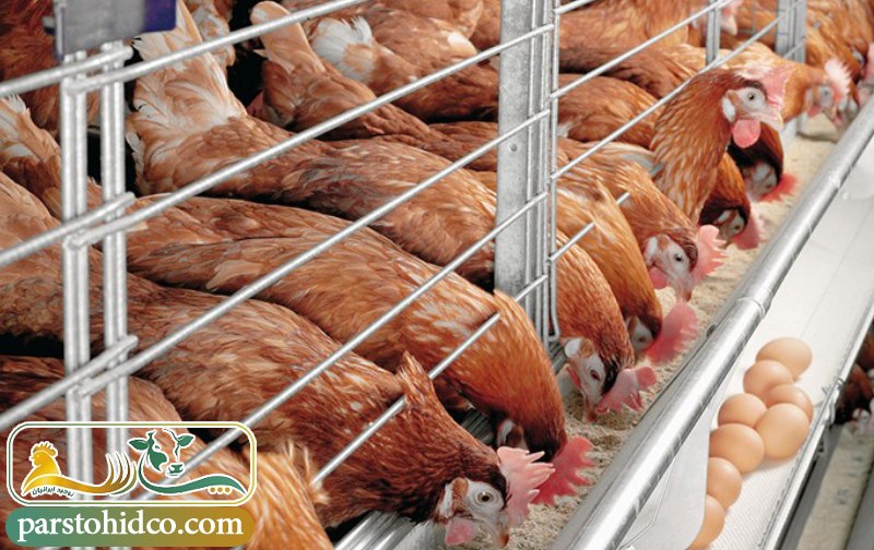 مکمل طیور برای افزایش تخم گذاری مرغ ها 