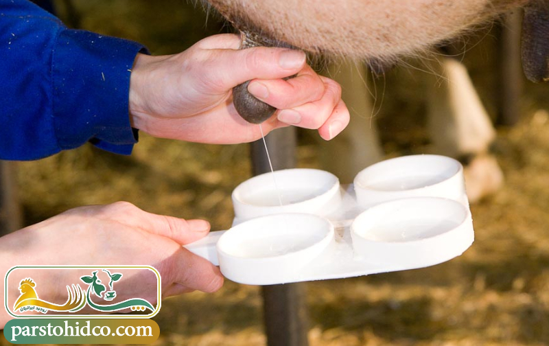 کاهش شیر گاو 