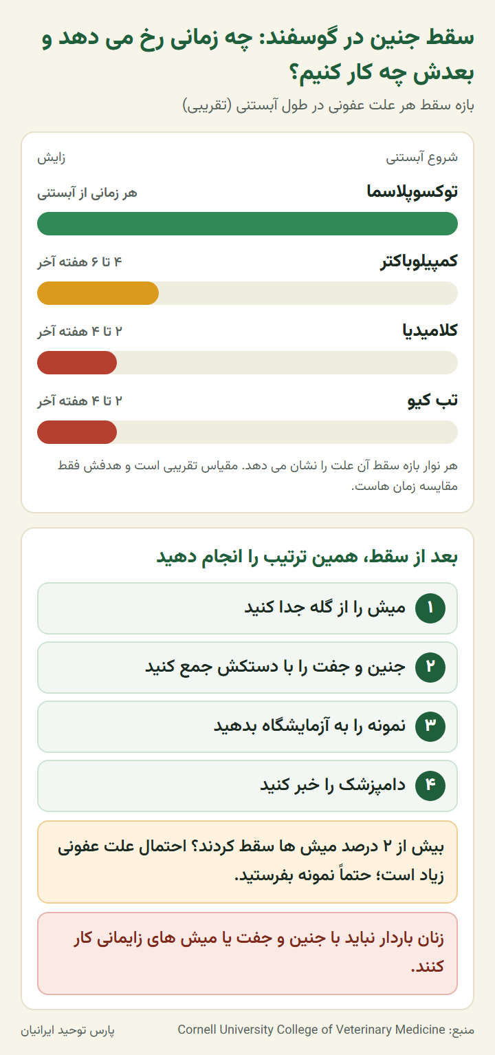 اینفوگرافیک زمان سقط جنین در گوسفند به تفکیک علت (توکسوپلاسما، کمپیلوباکتر، کلامیدیا، تب کیو) و مراحل کار بعد از سقط